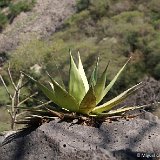 Agave chazaroi DSC01866.JPG